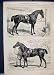 1874 Horse Islington Prince Wales Bob Cashier Armstrong
