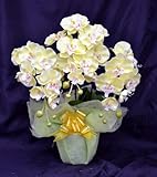 ���ŃL���C�ȋ�C�����I���G�}�@�Ӓ���(�C�G���]�j