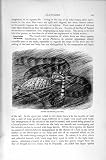Natural History 1896 Banded Sea Snake Black-Banded