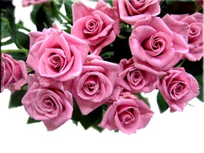 デリーラ　【ムラサキ】　20本　◆バラの花束◆　