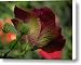 Just Beautiful Canvas Print / Canvas Art - Artist Trish Tritz