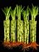 50 Stalks Of 8 Inch Straight Lucky Bamboo For Feng Shui Or Gifts