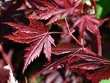 Amazon / Hirts: Shrubs & Trees: Dragons Paw Trompenburg Japanese Maple - Bonsai/Out