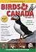 Bird Of Canada V3.9 Windows