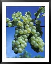 Chardonnay Grapes Hanging On Vine Framed Art Poster Print by Fogstock Llc , 31x39