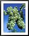 Chardonnay Grapes Hanging On Vine Framed Art Poster Print by Fogstock Llc , 31x39