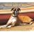 Boxers, For the Love of 2009 Deluxe Wall Calendar