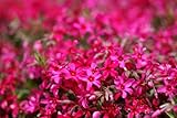 シバザクラ （芝桜） “スカーレットフレーム” 100ポット苗セット！ 【ピンク系】