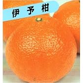 甘さと酸味が調和!　伊予柑　(いよかん)