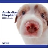 Australian Shepherd 2009 Wall 12''x12'' Calendar by THE DOG Artlist Collection