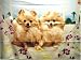   - Fleece Blanket POMERANIANS POMERANIAN DOG BK0317