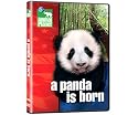 A Panda Is Born