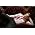 Thumbnail image of Cristian Castro