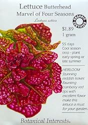 Butterhead Lettuce Marvel of Four Seasons Certified Organic Heirloom Seeds 800 Seeds