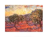 The Olive Grove, c.1889 Art Poster Print by Vincent van Gogh, 14×11