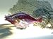 127-SR Fisch