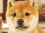 nintendogs + cats 柴 & Newフレンズ