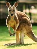 Australian Kangaroo Photographic Poster Print