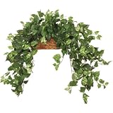 Botanica Long Trail Pothos Ledge Basket, 18Hx24W, GREEN by Home Decorators Collection