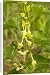 Canvas Prints of Birthwort - in flower. Widely used as a medicinal plant from Ardea Wildlife Pets