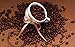 Guatemala SHB Huehuetenango Huixoc Coffee Beans Rainforest Alliance Certified (Medium Roast (Full City +), 2.5 Pounds Whole Beans)