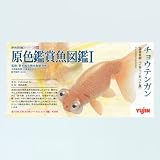 ユージン 原色観賞魚図鑑1 チョウテンガン ガチャポン チョコエッグフィギュア金魚 画像