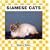 Siamese Cats (Cats Set I)