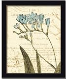 Floral Studies Iii Blue Botanical Flower By Phillippa Collection Art Print Poster Picture Framed Decor 10X12