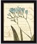 Floral Studies Iii Blue Botanical Flower By Phillippa Collection Art Print Poster Picture Framed Decor 10X12