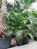 Eigenschaften Terrapalme  / Areca (chrysalidoc.) lutescens - Goldblattpalme Topfbreite 70 cm / Pflanzenhöhe 375 cm mit Topf