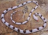Wild Adventures - Stretchy Toy Banded Rock Rattlesnake