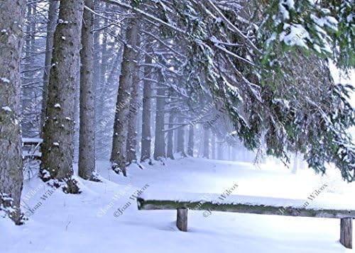 Snowy Pines at Mendon Ponds Park Blizzard Original Fine Art Photography Wall Art Photo Print