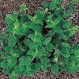 Herb Seeds - Peppermint Herb Seeds