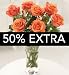 (00696494) Autumn Dawn - 50% More Blooms in Miscellaneous