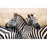 Poster 30 x 20 cm - "Zebra Portr�t 1" von Alf Drosdziok - auch in anderen Gr��en und als Leinwandbild erh�ltlichvon "POSTERLOUNGE"