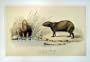 C1990 Mammals Capybara Water-Hog Hydrochareus Colour