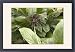Framed Prints of ROG-11970 Bat Flower / Tiger Whisker from Ardea Wildlife Pets