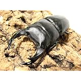 ���i�̏ڍ�