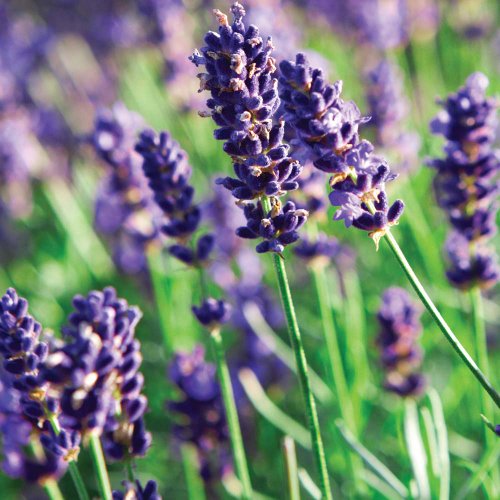 1 X Lavandula Angustifolia Munstead In A 9cm Pot - Herb - Hardy Perennial Plant - Flowering Plants Shrubs
