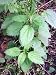 Stinging Nettle Plant - Herbal Tea or Deterent - Urtica