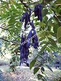Eigenschaften fesaja-versand  / Blauschotenbaum, Blaugurkenbaum, Blue Bean Tree / Decaisnea fargesii (Saatgut, Samen)