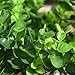 Gogogo 1X Artificial Fake Green Plant Eucalyptus Yard Home Planter D¨¦cor Outdoor Decoration