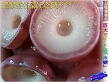 お刺身用「タコ足1.5kg」
