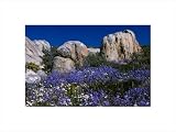 Flowers surrounding boulders, South Africa,14 in. x 10.5 in.