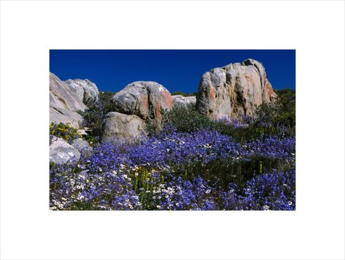 Flowers surrounding boulders, South Africa,14 in. x 10.5 in.