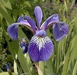 Harlequin Blue Flag Iris 10Seed-Iris versicolor-Aquatic