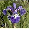 Harlequin Blue Flag Iris 10Seed-Iris versicolor-Aquatic