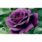 Détails sur le produit