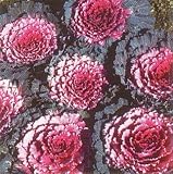 Red Osaka Flowering Cabbage 25 Seeds - Annual