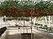40 ITALIAN TREE TOMATO Trip-L-Crop Lycopersicon Lycopersicum Fruit Vegetable Seeds